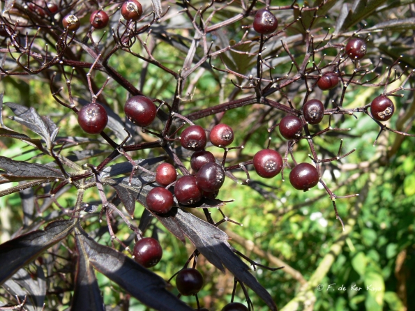 Bois des Moutiers  (36) Summer 2012